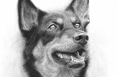 Ash - Realistic Animal Portrait Drawing, pet drawing, pet portrait, commissioned dog drawing